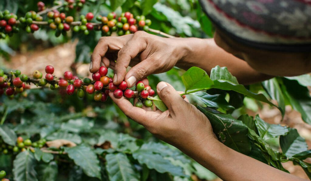 What is the Nespresso AAA Sustainable Quality Programme? We Find out.