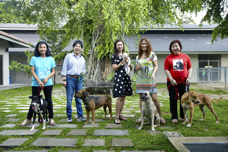 The Peak speaks to the five altruistic figures of SPCA Selangor who have  dedicated their lives to animals - The Peak Malaysia