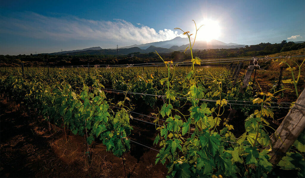 Are Sicilian wines the next big thing?